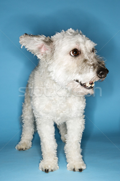 Kicsi fehér kutya portré szín Stock fotó © iofoto