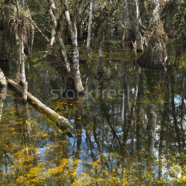 Wetland, Florida Everglades. Stock photo © iofoto