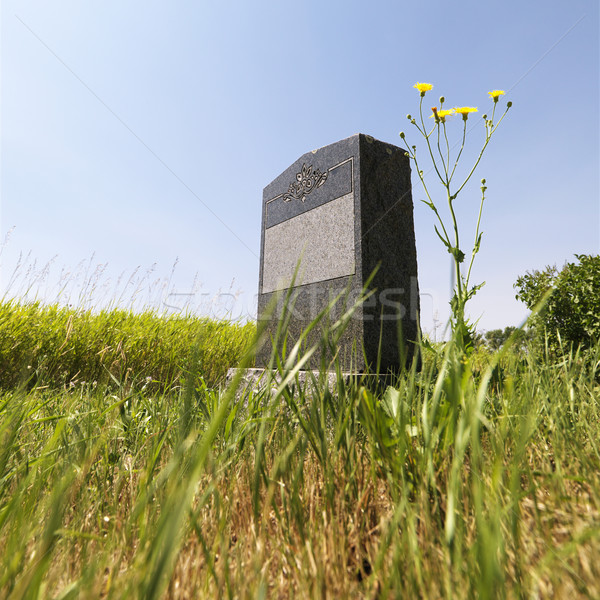Headstone in field. Stock photo © iofoto