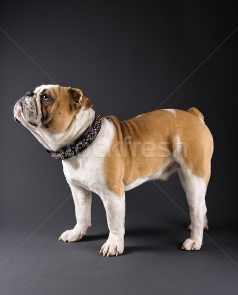 Bulldog portrait. Stock photo © iofoto