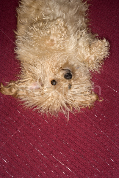 Cute fluffy dog. Stock photo © iofoto