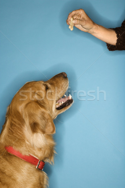 Câine uita golden retriever mână culoare Imagine de stoc © iofoto