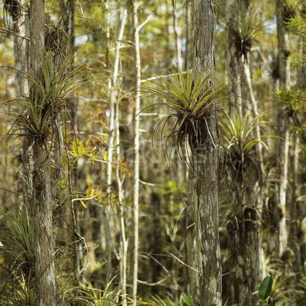 Флорида растущий деревья парка США Сток-фото © iofoto