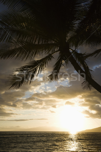Palm tree in Maui sunset. Stock photo © iofoto