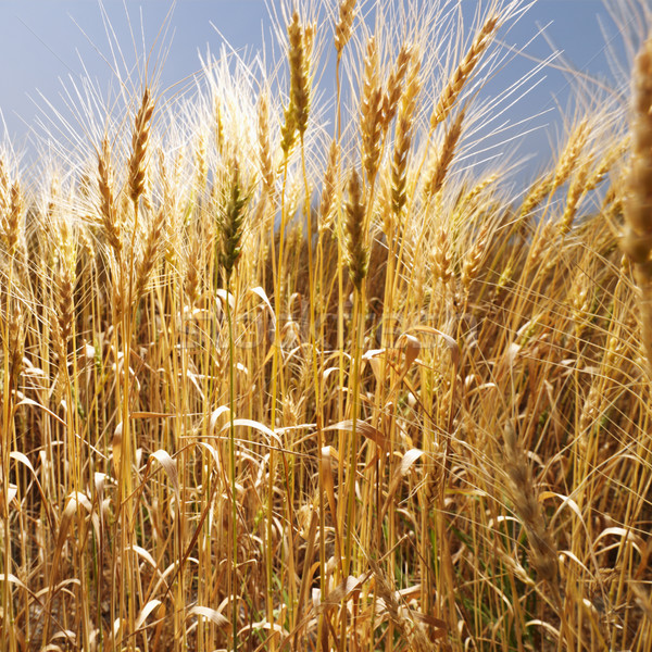 Field of wheat. Stock photo © iofoto