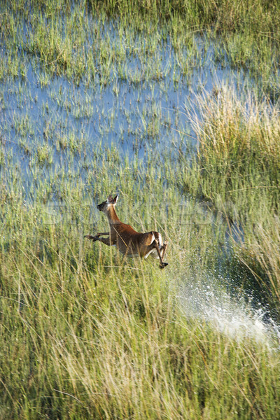 Aerial of running deer. Stock photo © iofoto