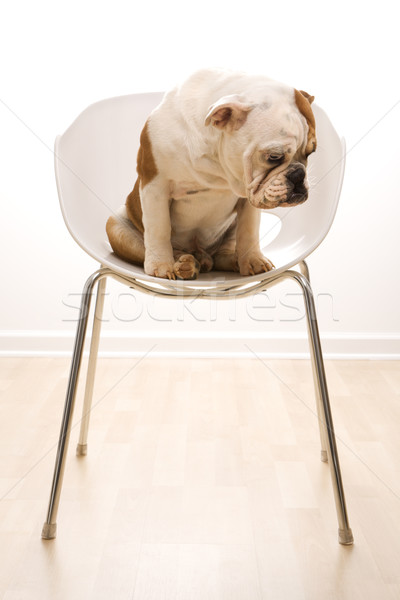 Foto d'archivio: English · bulldog · seduta · moderno · sedia · guardando