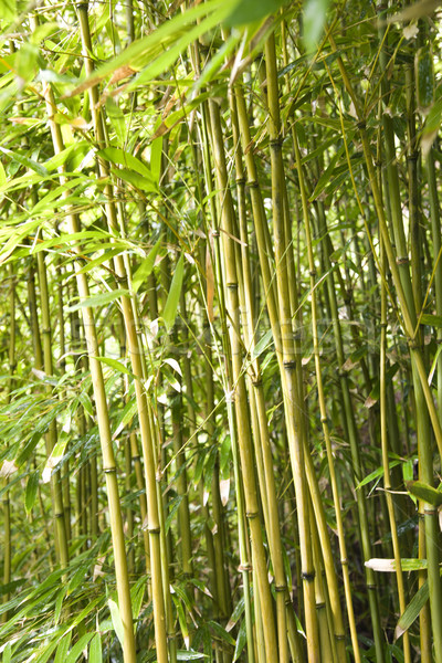 Bamboo stalks. Stock photo © iofoto