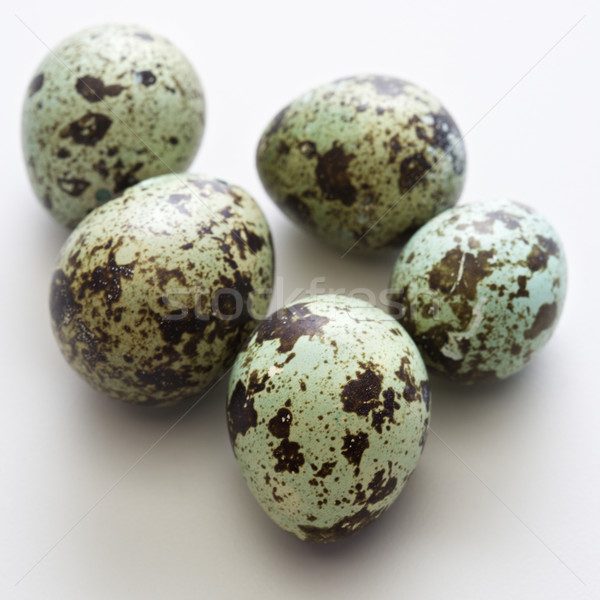 Speckled eggs. Stock photo © iofoto