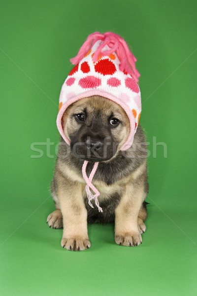 Chiot hiver chapeau séance chien [[stock_photo]] © iofoto