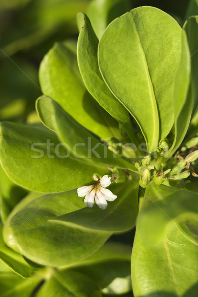 Flower and leaves in Maui. Stock photo © iofoto