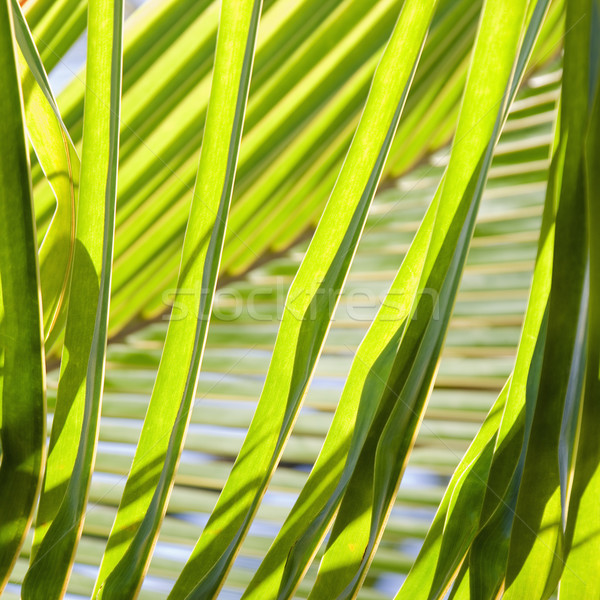 Palm fronds. Stock photo © iofoto