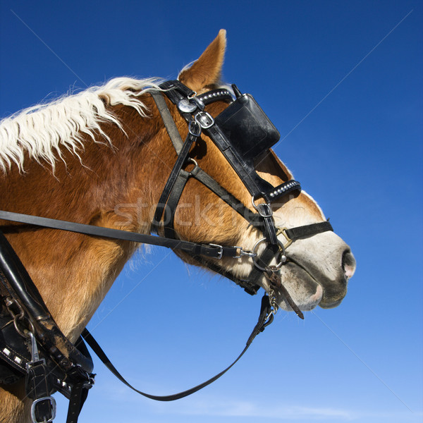 Draft horse. Stock photo © iofoto