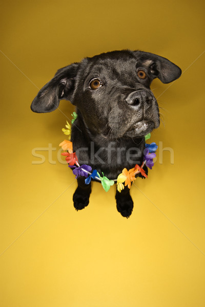 Black puppy wearing lei. Stock photo © iofoto