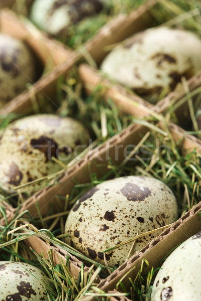 Speckled eggs. Stock photo © iofoto