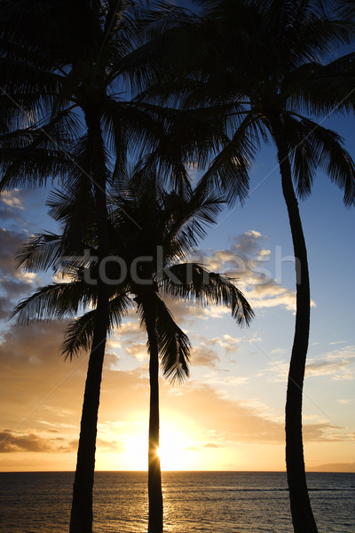 Maui sunset with palm trees. Stock photo © iofoto