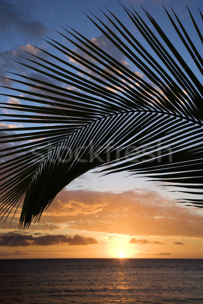 Foto stock: Puesta · de · sol · palmera · cielo · palma · océano · Hawai