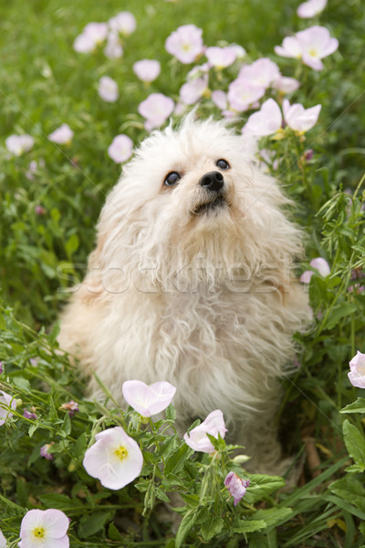 Fluffy small dog in flower field. Stock photo © iofoto