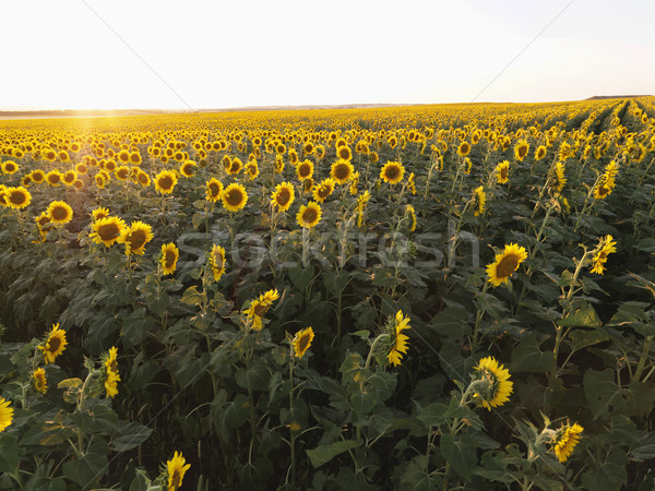 Agricultural field. Stock photo © iofoto