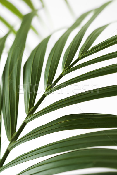 Palm frond. Stock photo © iofoto