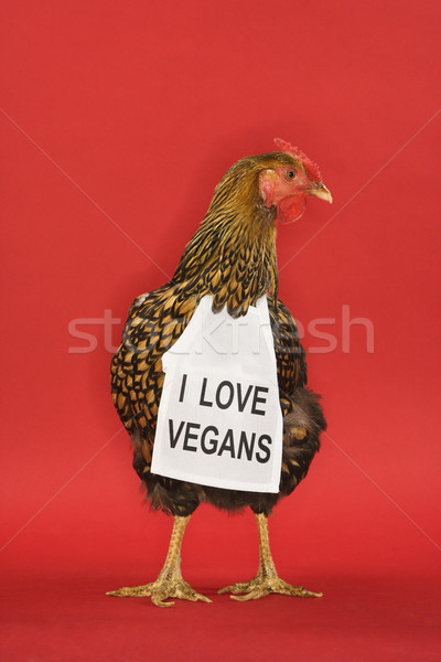 Stok fotoğraf: Tavuk · komik · vegan · imzalamak · altın