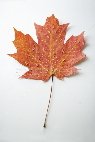 Red Maple leaf. Stock photo © iofoto