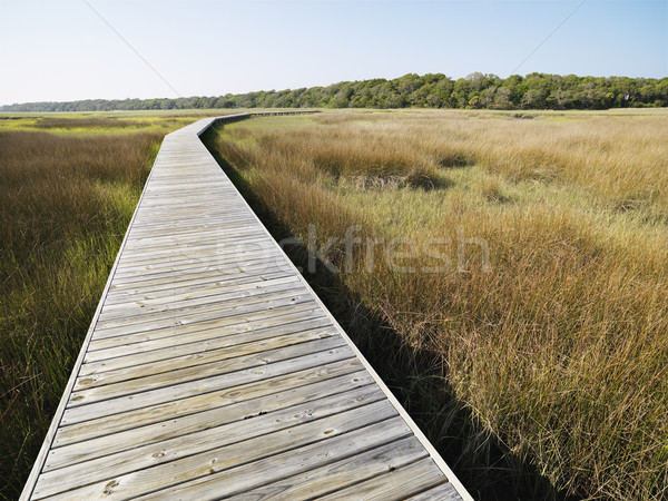 Boardwalk at marsh. Stock photo © iofoto