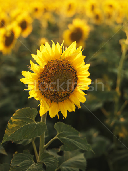 Sunflower. Stock photo © iofoto