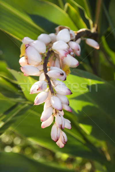 Ginger flower on plant. Stock photo © iofoto