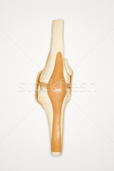 Knee model.  Stock photo © iofoto