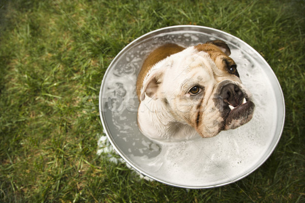 Bulldogge Bad Englisch Sitzung Wanne Wasser Stock Foto