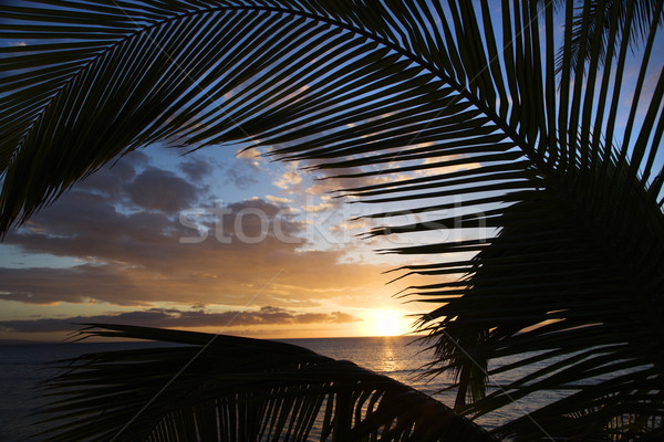 Maui sunset with palms. Stock photo © iofoto