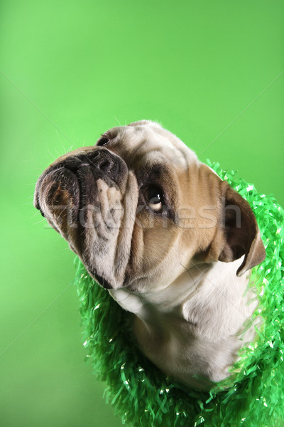 Angol bulldog zöld közelkép komoly visel Stock fotó © iofoto