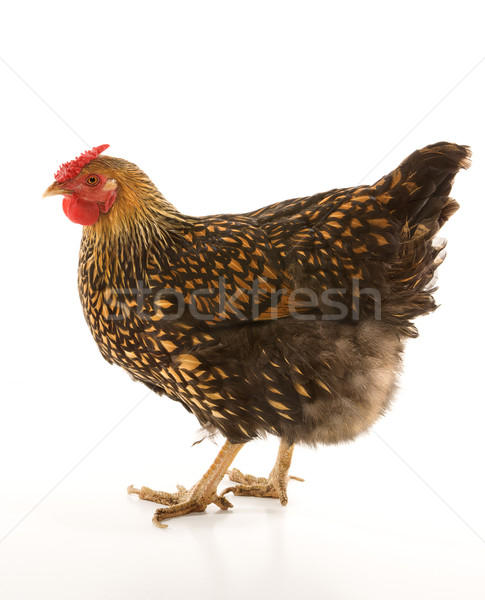 Gouden kip vogel portret kleur dier Stockfoto © iofoto