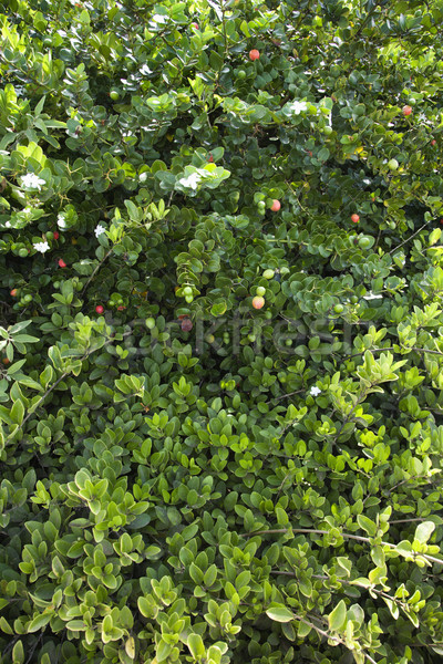 Verde lussureggiante Bush natura sfondo impianto Foto d'archivio © iofoto
