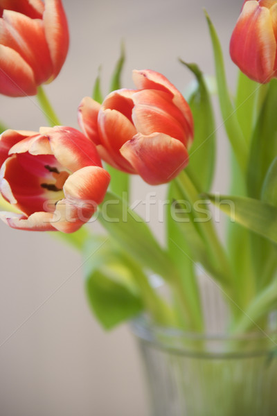Tulipan kwiaty czerwony żółty tulipany Wazon Zdjęcia stock © iofoto