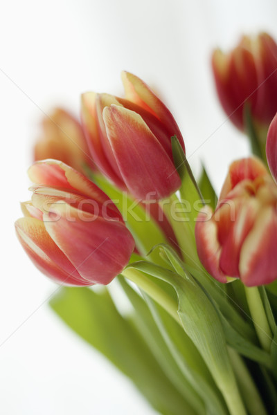 Tulip flowers. Stock photo © iofoto