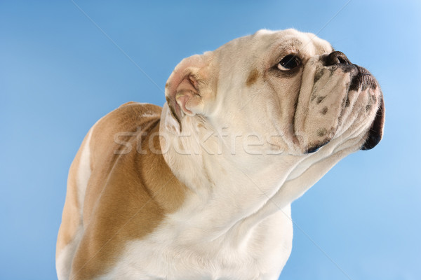 English Bulldog on blue background. Stock photo © iofoto
