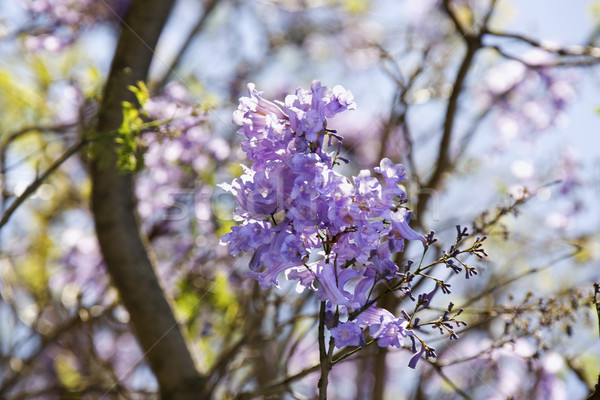 Jacaranda tree in Maui, Hawaii. Stock photo © iofoto