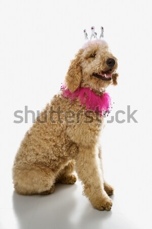 Stockfoto: Hond · kostuum · kleur · kroon · studio