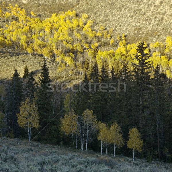 Aspen trees in Fall color. Stock photo © iofoto