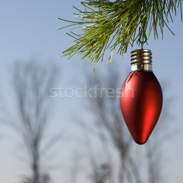 Ornament on tree. Stock photo © iofoto