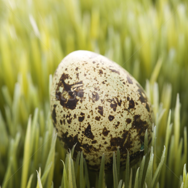 Egg on grass. Stock photo © iofoto