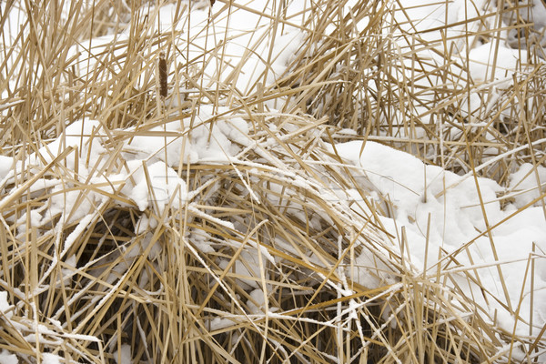 Cattail plants in snow. Stock photo © iofoto