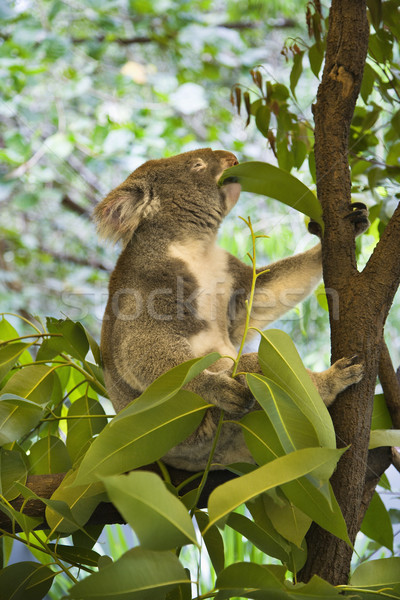 Koala ağaç yeme yaprakları Avustralya orman Stok fotoğraf © iofoto