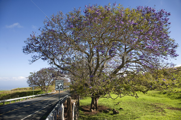 Road with Jacaranda tree in Maui. Stock photo © iofoto