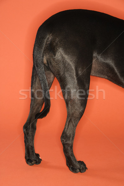 Black dog hind quarters. Stock photo © iofoto