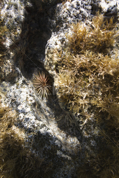 Underwater sea urchin and vegetation. Stock photo © iofoto