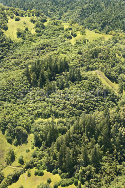 Luxuriant peisaj copaci ochi verde Imagine de stoc © iofoto