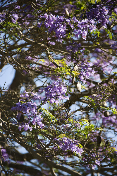 Jacaranda tree in Maui, Hawaii. Stock photo © iofoto